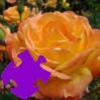 Autumn Rose Jigsaw Autumn Rose Jigsaw