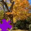 Fall Tree Jigsaw Puzzle game