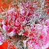 Carnation Topiary Jigsaw Puzzle game