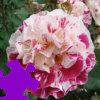 Fourth Of July Rose Jigsaw Fourth Of July Rose Jigsaw