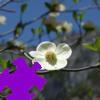 Dogwood Jigsaw Dogwood Jigsaw