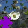 Dogwood Jigsaw Puzzle game