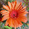 Elegant Fall Jigsaw Elegant Fall Jigsaw