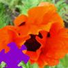 Oriental Poppy Jigsaw Oriental Poppy Jigsaw