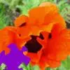 Oriental Poppy Jigsaw Puzzle game