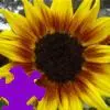 Harvest Sunflower Jigsaw Puzzle game
