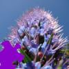 Hyacinth Jigsaw Hyacinth Jigsaw