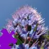 Hyacinth Jigsaw Puzzle game