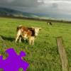 Pasture Jigsaw Pasture Jigsaw