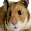 Hamster Escape Misc game