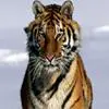 Find the Alphabet Tigers Puzzle game