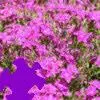 Dianthus Jigsaw Puzzle game