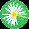 Daisy Petals Skill game